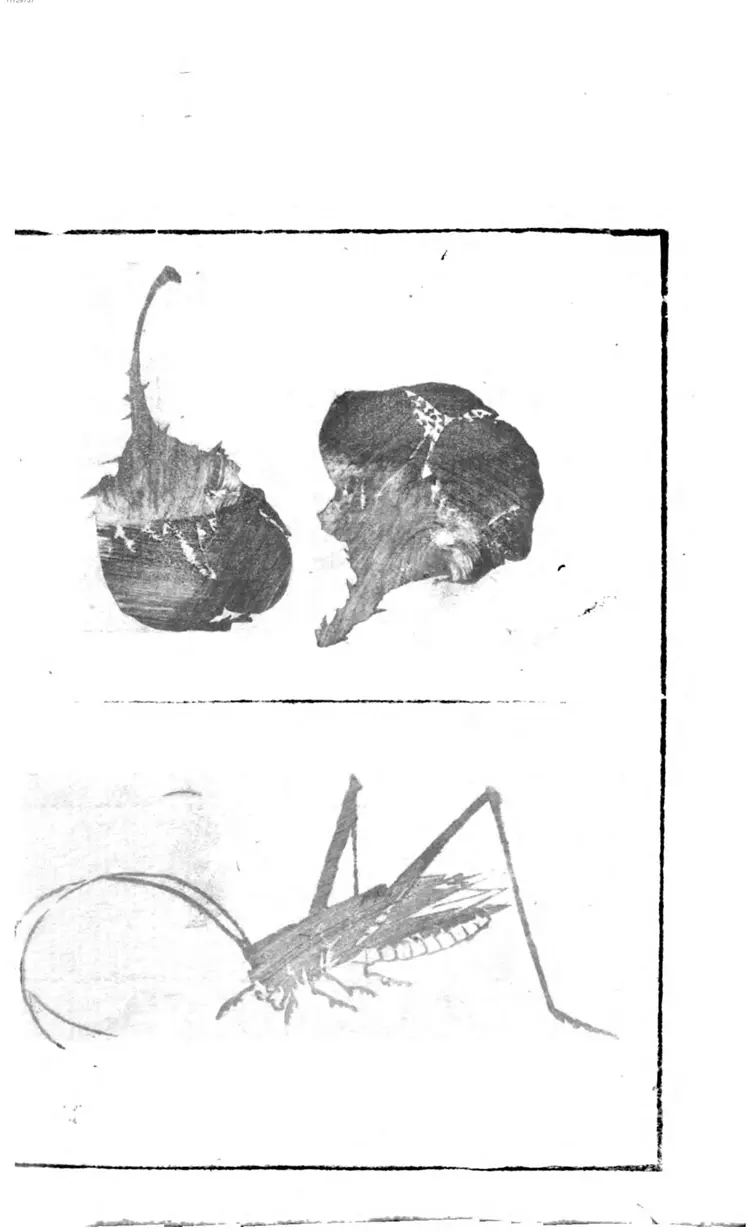 讃科画図蕙斋麁画