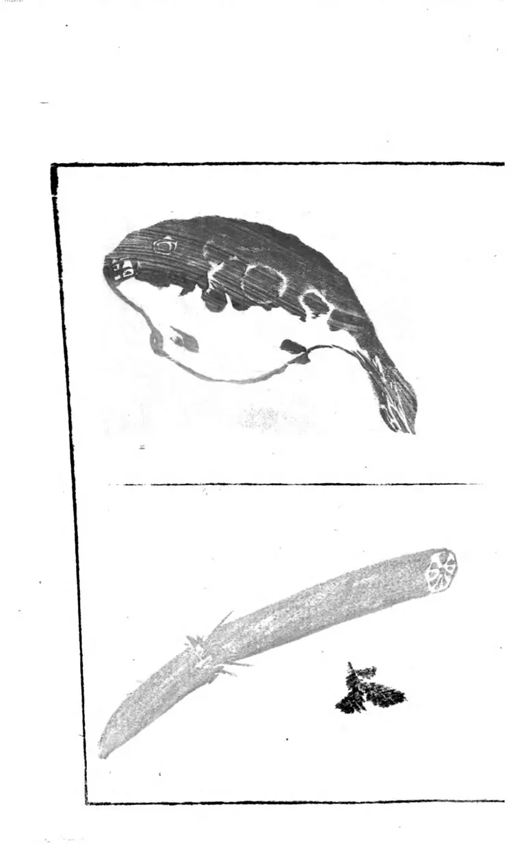 讃科画図蕙斋麁画